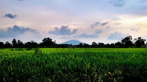 Scenic view of agricultural field against sky during sunset