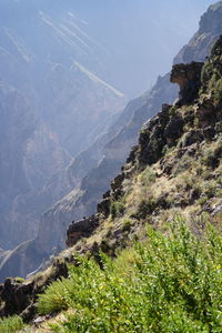 Plants growing on mountain against sky