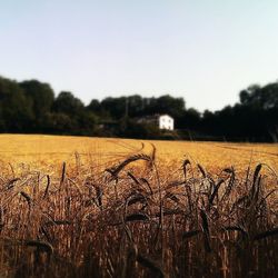 View of rural landscape