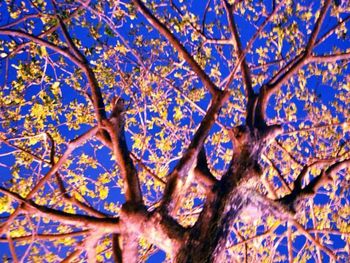 Low angle view of tree against blue sky