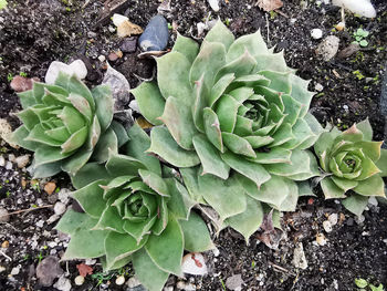 High angle view of succulent plant on field