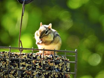 Close-up of chipmunk eating bird feed