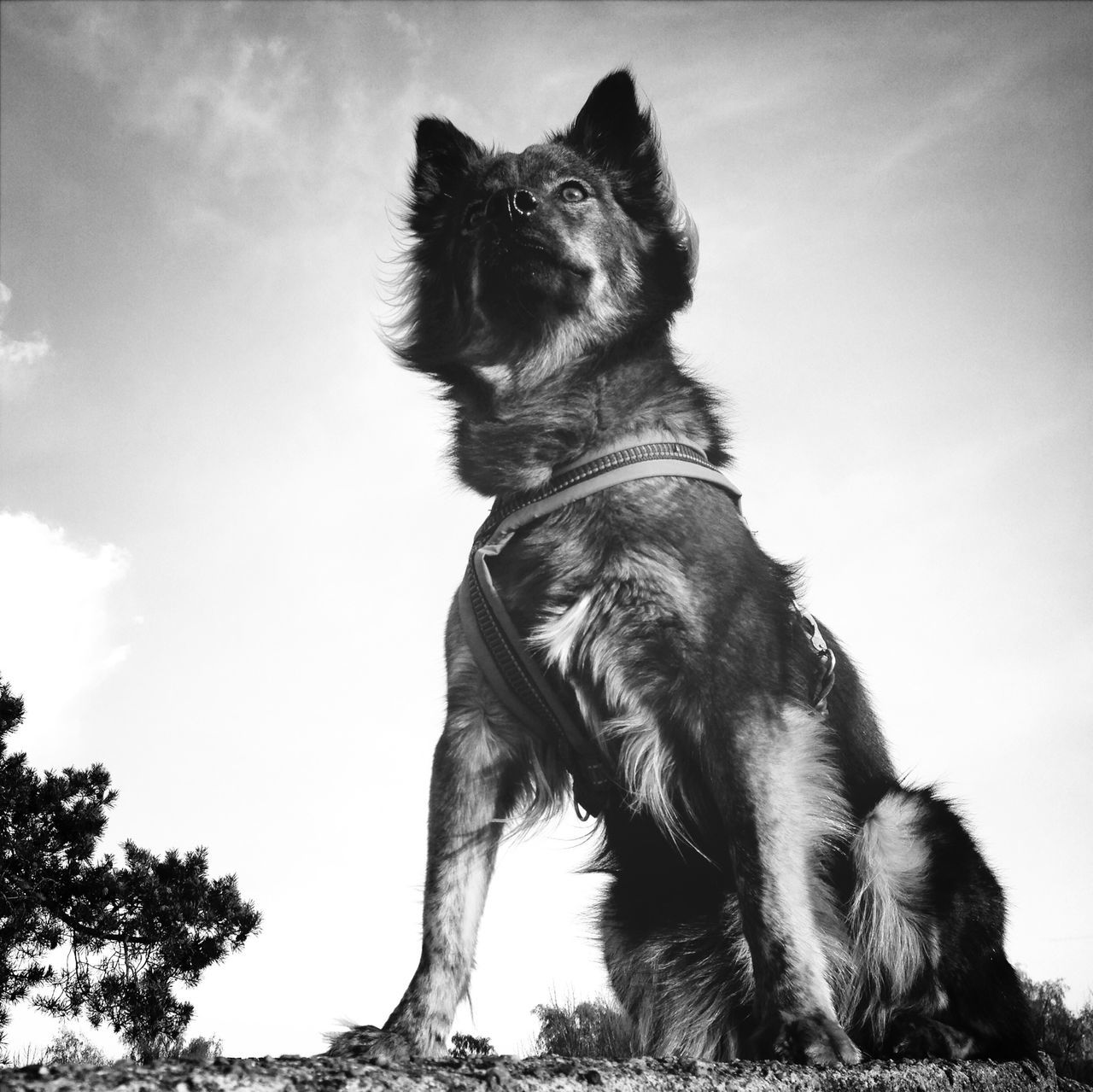 one animal, animal themes, mammal, domestic animals, pets, sky, low angle view, dog, black color, tree, looking away, cloud - sky, sitting, no people, outdoors, nature, day, animal head, full length, vertebrate
