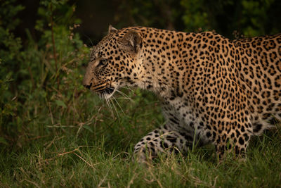 Close-up of leopard walking through long grass