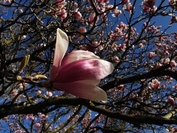 An old magnolia tree in bloom. the large flowers shine in bright sunlight against the blue sky.
