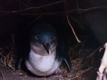 Close-up portrait of birds