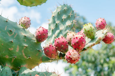 Close-up of strawberries