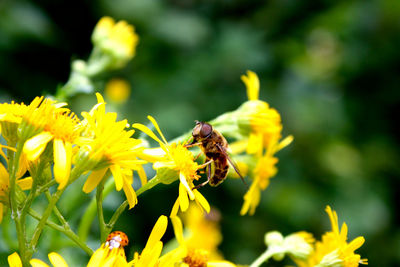 Bee pollinating on yellow flower