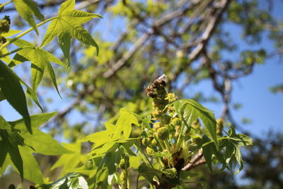 Close-up of grasshopper on a plant