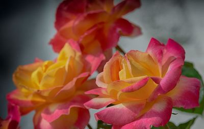 Close-up of pink rose flower