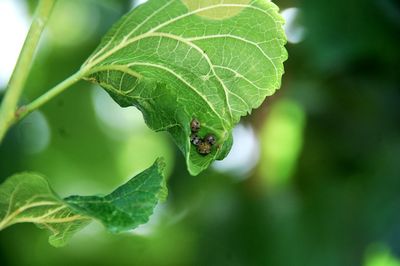 Close-up of insect on leaf