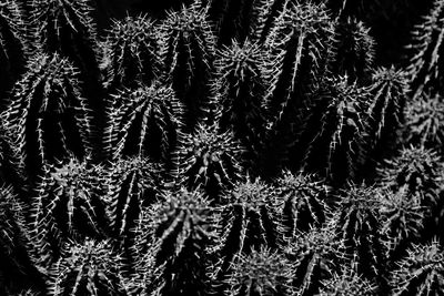 Full frame shot of frozen plants