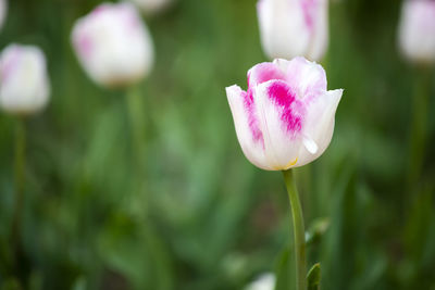 Close-up of pink rose flower