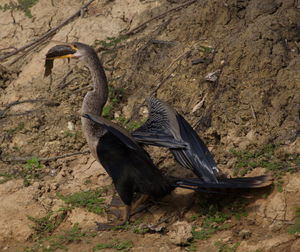 Close-up of a bird flying