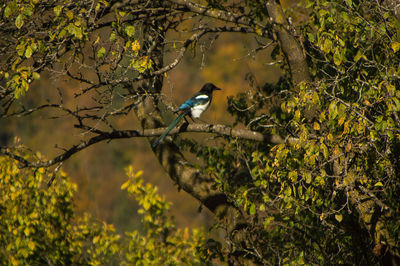 Bird perching on a tree