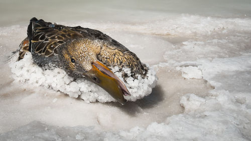 High angle view of duck in lake during winter