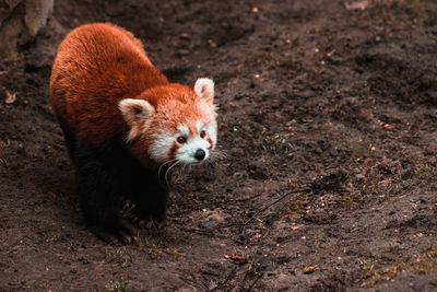 Red panda standing on soil looking