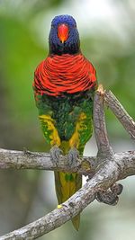 Close-up of bird perching on branch