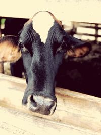 Close-up portrait of cow standing in stable