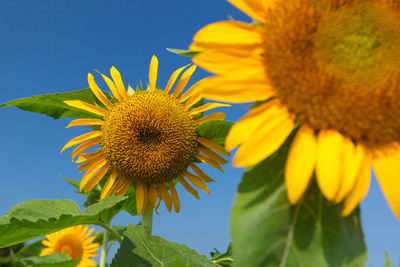 Close-up of sunflower