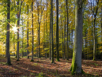 Sunlight streaming through trees in forest