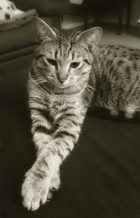 Cat lying on couch