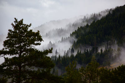 Panoramic view of trees and mountains against sky