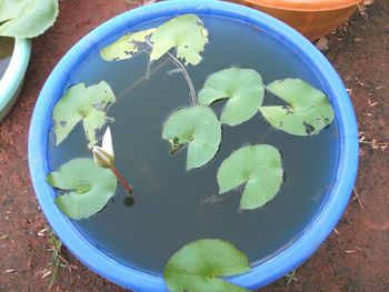 High angle view of plants