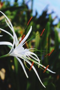 Close-up of plant