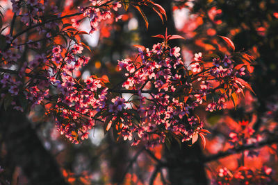 Close-up of red maple leaves on tree