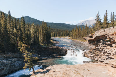 Scenic view of river amidst trees against sky