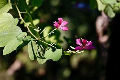 Close-up of pink flowers blooming outdoors