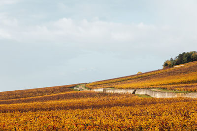 Scenic view of field against sky. scenic view of vineyards during autumn against sky 