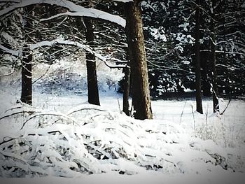 Bare trees on snow covered landscape