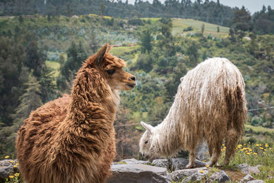 Alpacas in a field