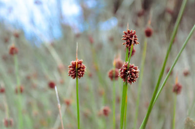 Close-up of pink flowers