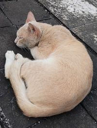 High angle view of cat lying on street