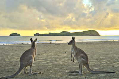 Kangaroo during sunrise at cape hillsborough. they disappear as soon as it becomes too hot