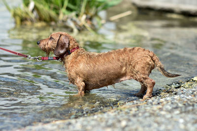A dachshund dog walks along the lake shore on a hot summer sunny day. 