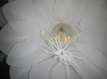 Close-up of flower