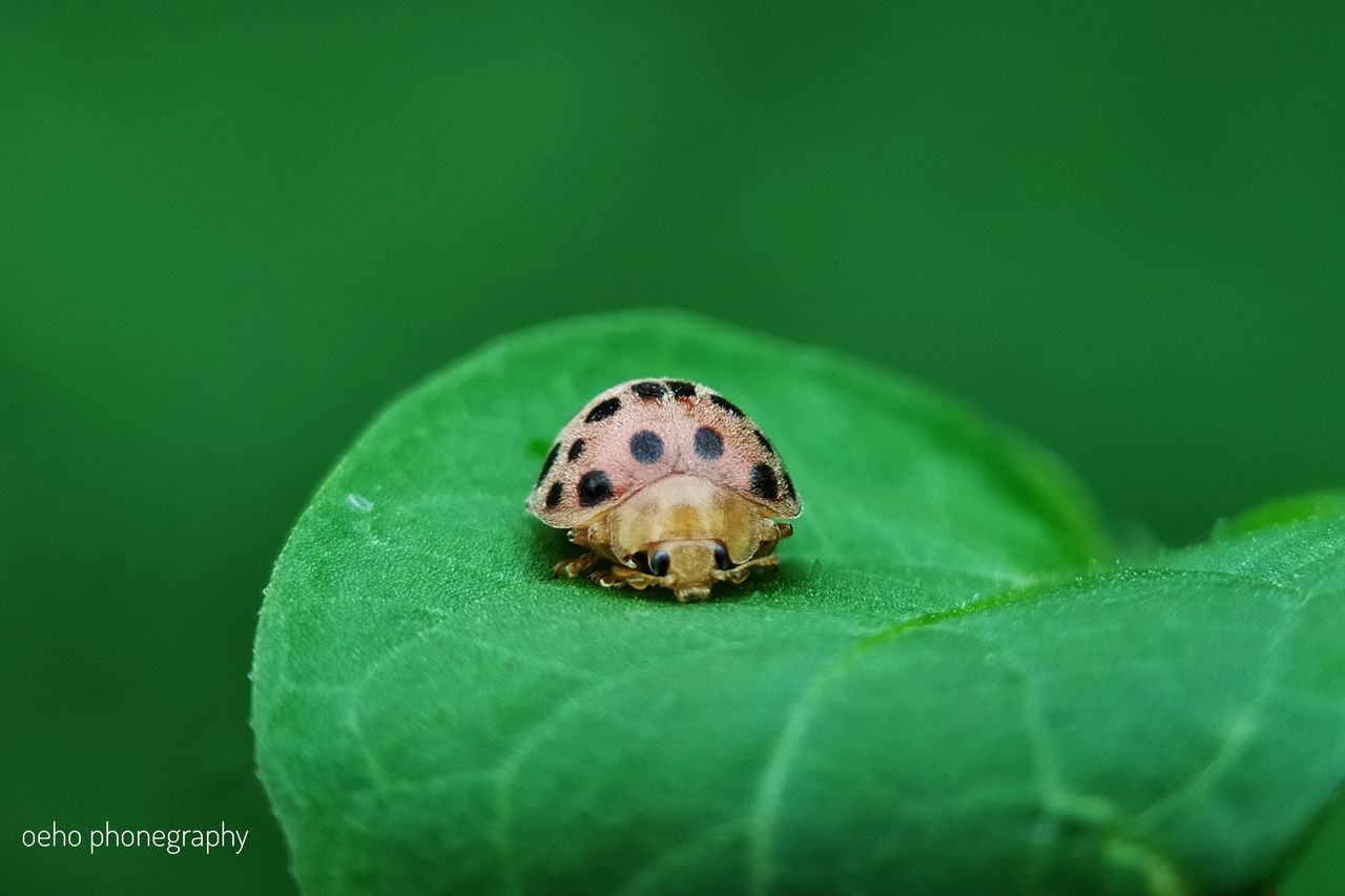 CLOSE-UP OF INSECT