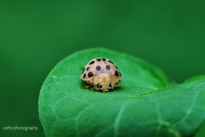 Close-up of insect on leaf