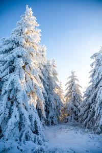 Snow covered pine trees against sky