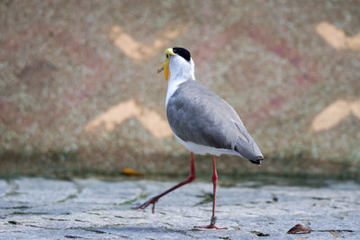 Close-up of seagull perching on a shore