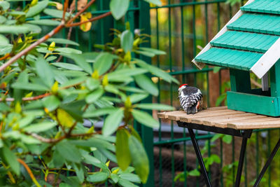 Small bird perching on wood