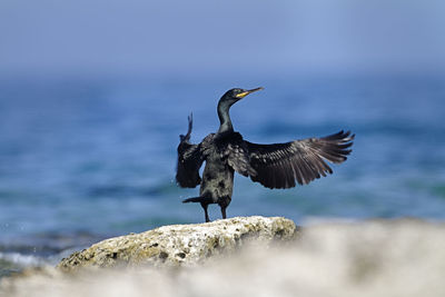 Bird flying over rock