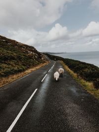 Sheep and dog walking on road