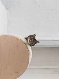 Portrait of cat sitting on floor