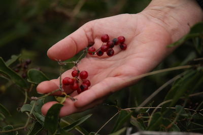 Close-up of hand holding berries