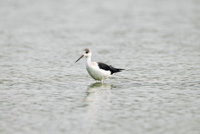 Bird perching on a lake